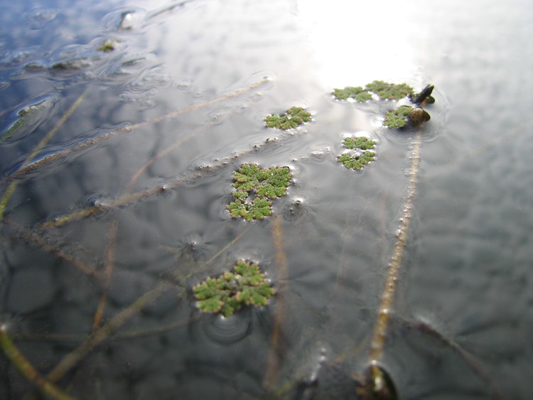 Azolla filiculoides